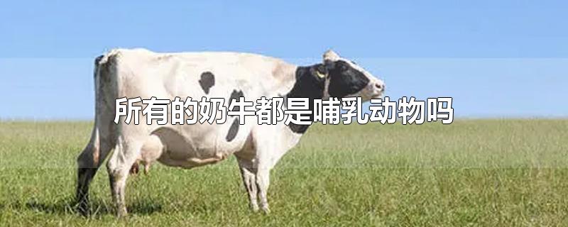 所有的奶牛都是哺乳动物吗