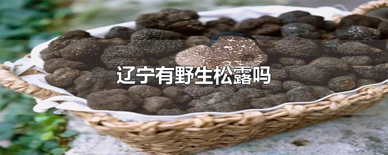 辽宁有野生松露吗-最新辽宁有野生松露吗整理解答