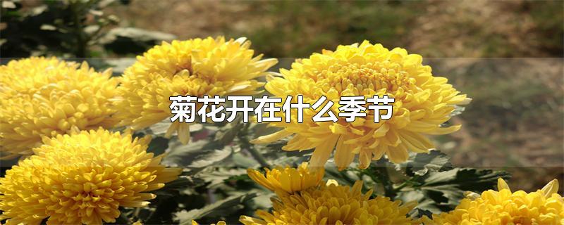 菊花开在什么季节-最新菊花开在什么季节整理解答