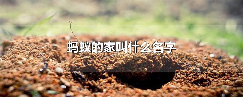 蚂蚁的家叫什么名字-最新蚂蚁的家叫什么名字整理解答