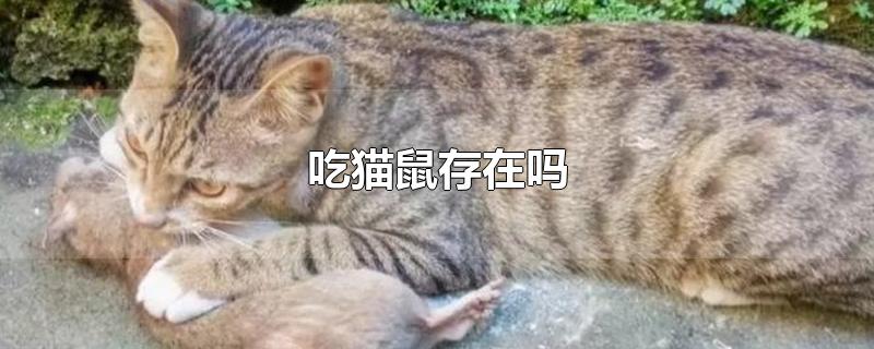 吃猫鼠存在吗-最新吃猫鼠存在吗整理解答