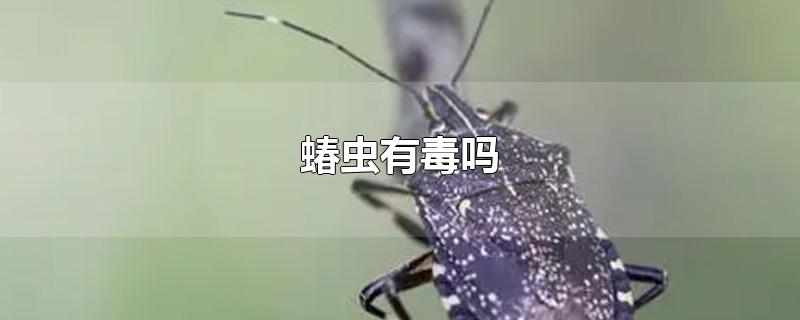 蝽虫有毒吗-最新蝽虫有毒吗整理解答