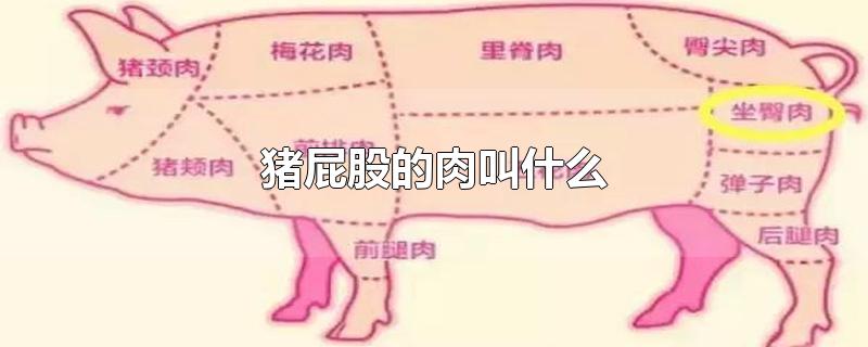 猪屁股的肉叫什么-最新猪屁股的肉叫什么整理解答