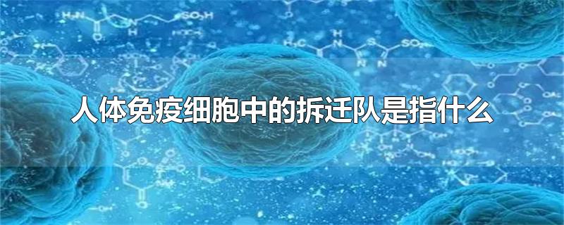 人体免疫细胞中的拆迁队是指什么-最新人体免疫细胞中的拆迁队是指什么整理解答