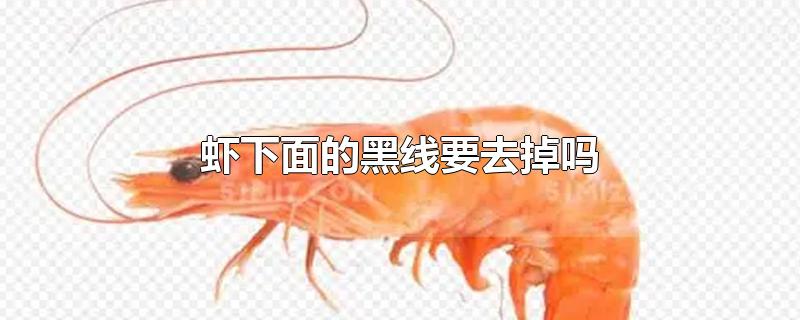 虾下面的黑线要去掉吗-最新虾下面的黑线要去掉吗整理解答