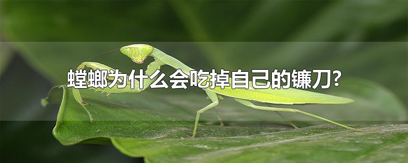 螳螂为什么会吃掉自己的镰刀?-最新螳螂为什么会吃掉自己的镰刀?整理解答