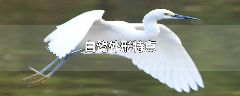 白鹭外形特点-最新白鹭外形特点整理解答