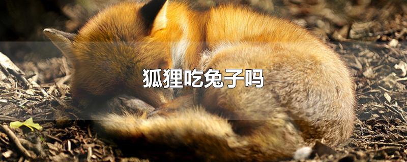 狐狸吃兔子吗-最新狐狸吃兔子吗整理解答