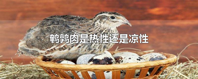 鹌鹑肉是热性还是凉性-最新鹌鹑肉是热性还是凉性整理解答