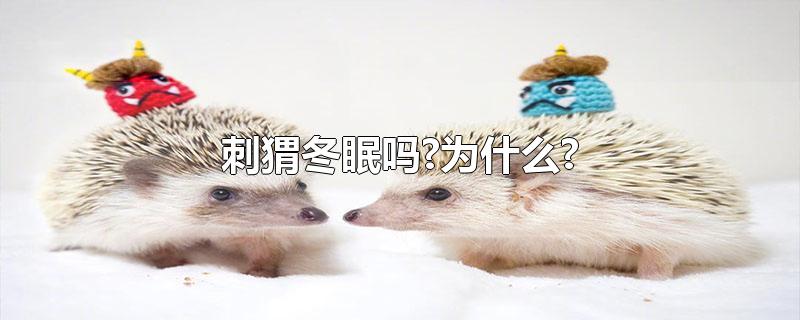 刺猬冬眠吗?为什么?