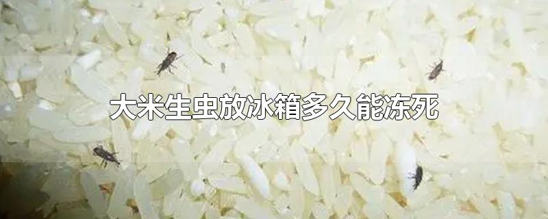 大米生虫放冰箱多久能冻死-最新大米生虫放冰箱多久能冻死整理解答