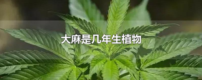 大麻是几年生植物-最新大麻是几年生植物整理解答