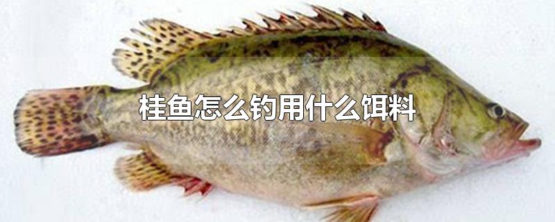 桂鱼怎么钓用什么饵料-最新桂鱼怎么钓用什么饵料整理解答