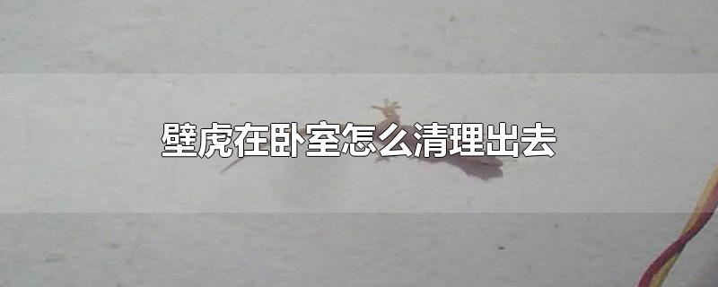 壁虎在卧室怎么清理出去