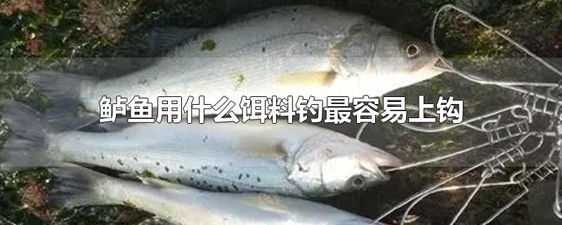 鲈鱼用什么饵料钓最容易上钩