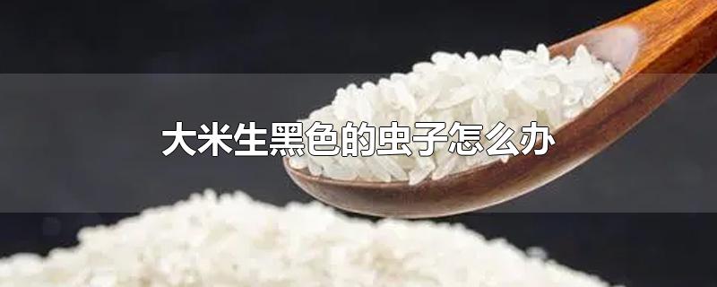 大米生黑色的虫子怎么办