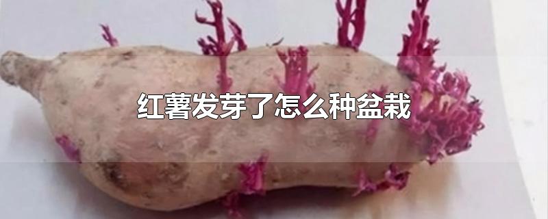 红薯发芽了怎么种盆栽-最新红薯发芽了怎么种盆栽整理解答