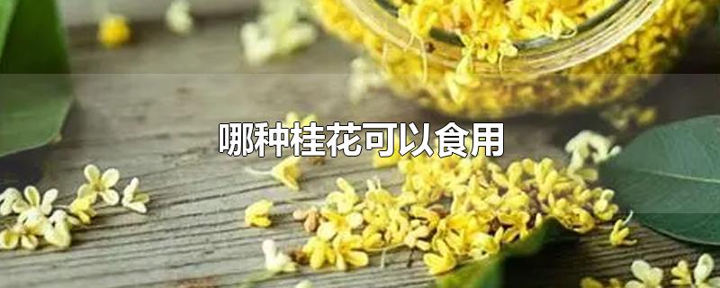 哪种桂花可以食用