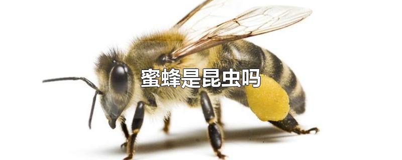 蜜蜂是昆虫吗