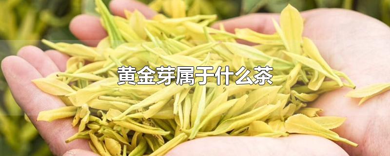 黄金芽属于什么茶-最新黄金芽属于什么茶整理解答