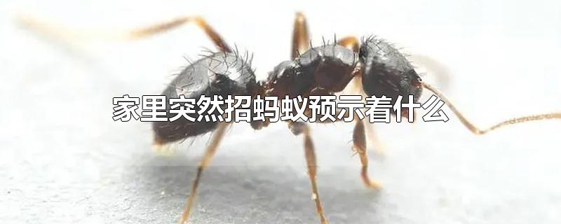 家里突然招蚂蚁预示着什么