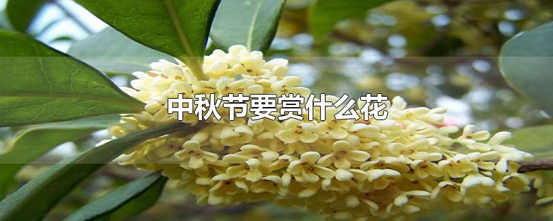 中秋节要赏什么花-最新中秋节要赏什么花整理解答