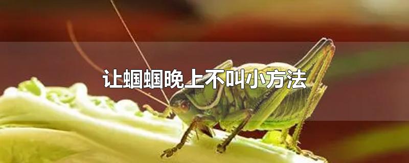 让蝈蝈晚上不叫小方法-最新让蝈蝈晚上不叫小方法整理解答