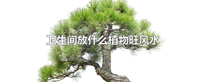 卫生间放什么植物旺风水-最新卫生间放什么植物旺风水整理解答