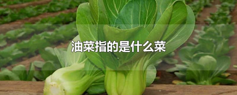 油菜指的是什么菜