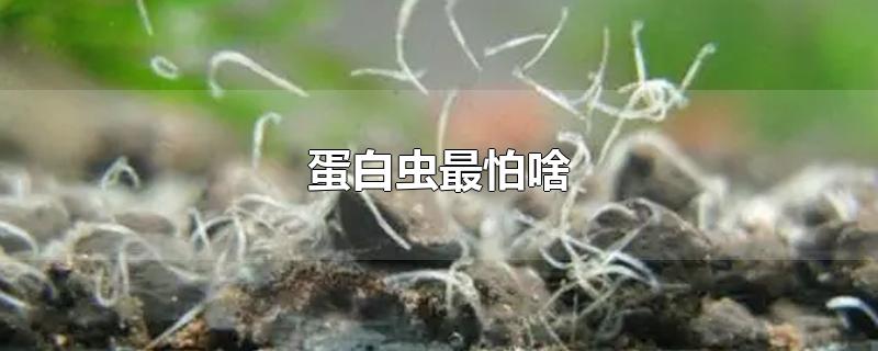 蛋白虫最怕啥