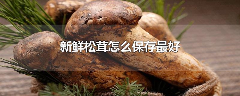 新鲜松茸怎么保存最好-最新新鲜松茸怎么保存最好整理解答