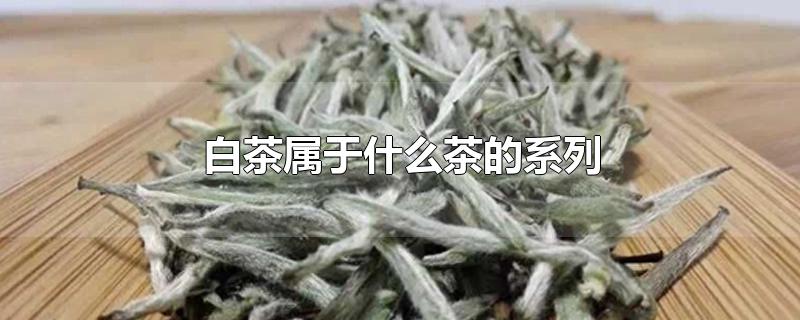 白茶属于什么茶的系列-最新白茶属于什么茶的系列整理解答