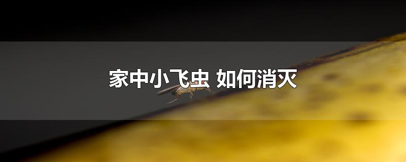 家中小飞虫 如何消灭-最新家中小飞虫 如何消灭整理解答