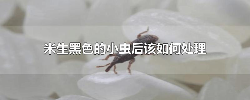 米生黑色的小虫后该如何处理