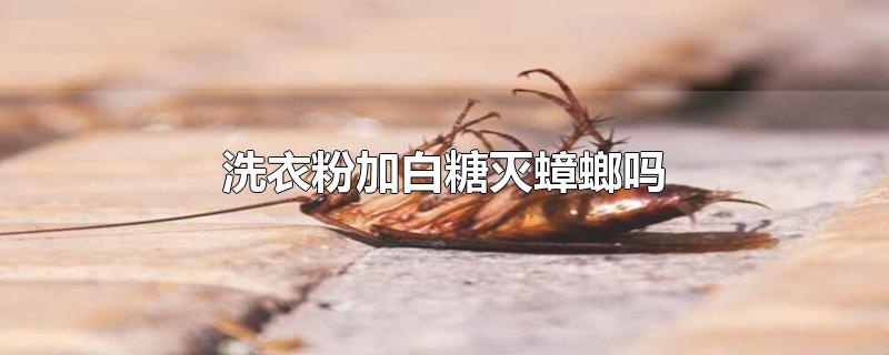 洗衣粉加白糖灭蟑螂吗-最新洗衣粉加白糖灭蟑螂吗整理解答