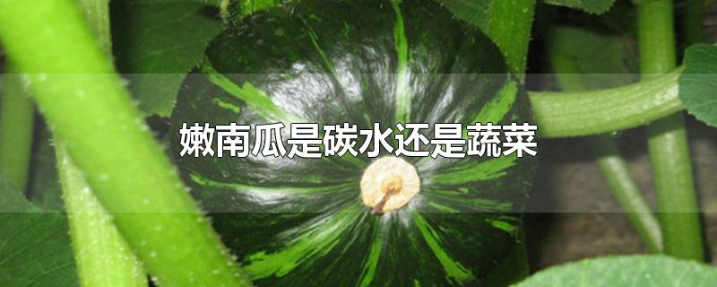 嫩南瓜是碳水还是蔬菜