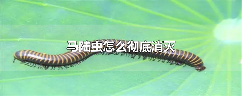 马陆虫怎么彻底消灭-最新马陆虫怎么彻底消灭整理解答