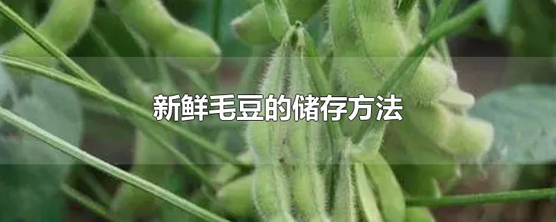 新鲜毛豆的储存方法