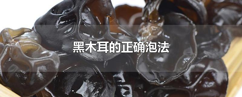 黑木耳的正确泡法-最新黑木耳的正确泡法整理解答