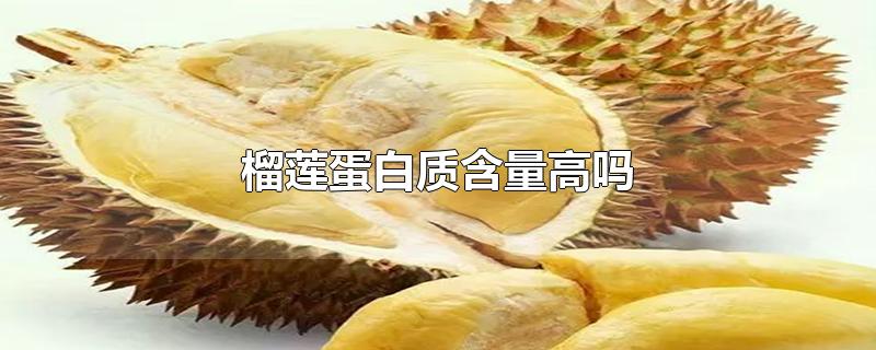 榴莲蛋白质含量高吗-最新榴莲蛋白质含量高吗整理解答