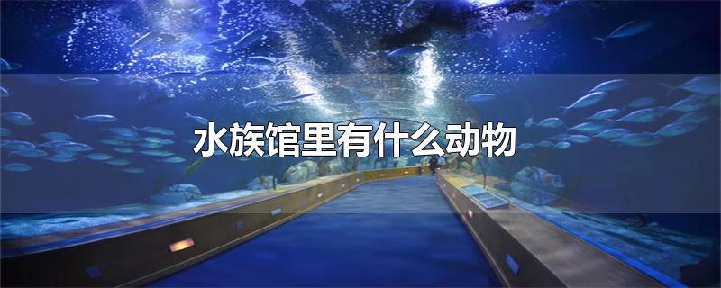 水族馆里有什么动物