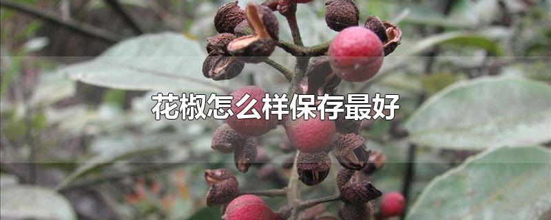 花椒怎么样保存最好-最新花椒怎么样保存最好整理解答