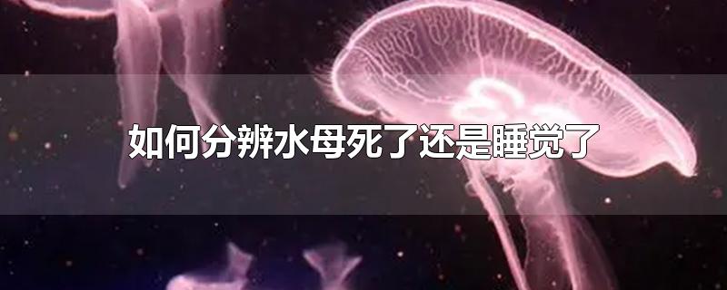 如何分辨水母死了还是睡觉了-最新如何分辨水母死了还是睡觉了整理解答