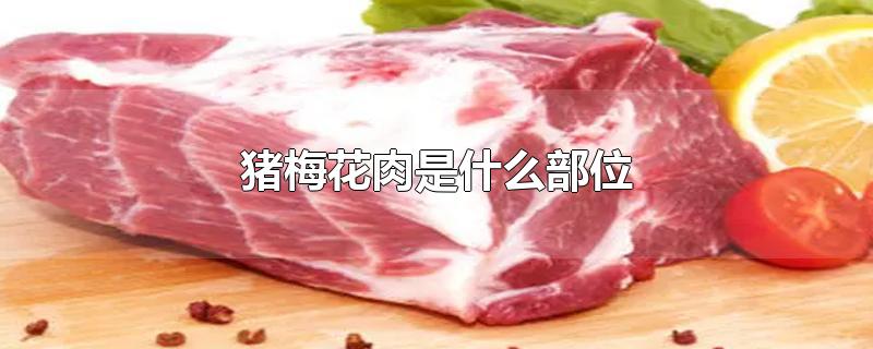 猪梅花肉是什么部位-最新猪梅花肉是什么部位整理解答