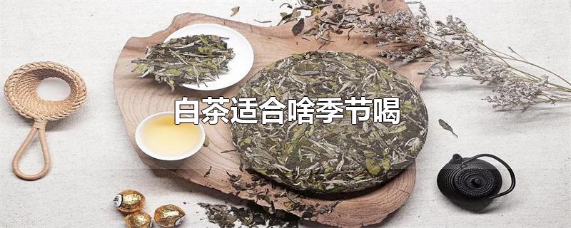 白茶适合啥季节喝-最新白茶适合啥季节喝整理解答