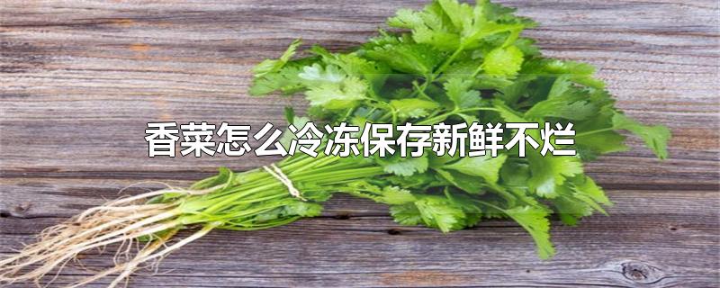 香菜怎么冷冻保存新鲜不烂-最新香菜怎么冷冻保存新鲜不烂整理解答