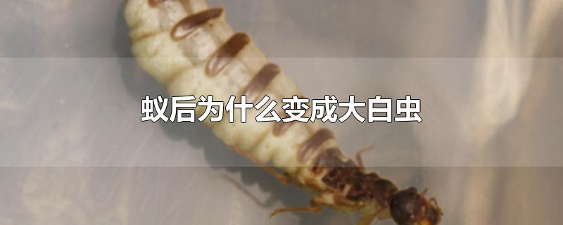 蚁后为什么变成大白虫