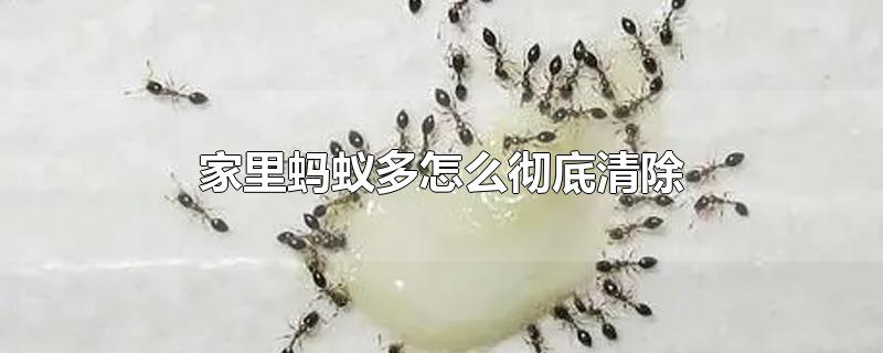 家里蚂蚁多怎么彻底清除-最新家里蚂蚁多怎么彻底清除整理解答