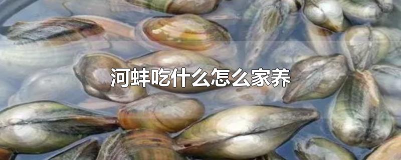 河蚌吃什么怎么家养-最新河蚌吃什么怎么家养整理解答