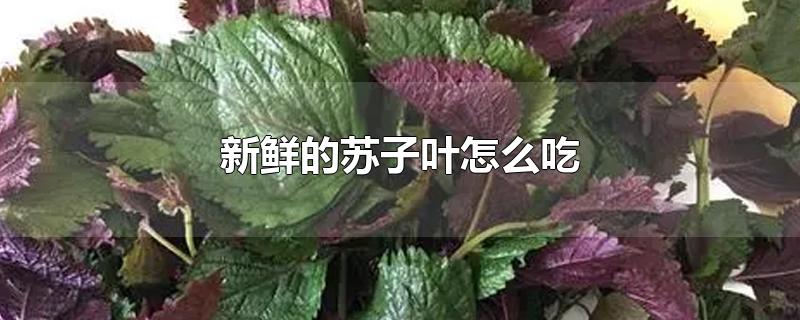 新鲜的苏子叶怎么吃-最新新鲜的苏子叶怎么吃整理解答